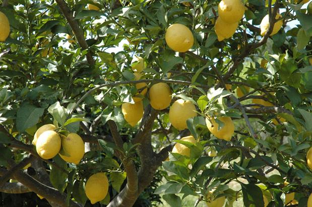 citrus træ sundhed citroner