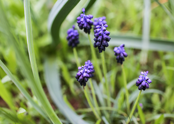 FET_Liebhaverboligen_Sundhedsværkstedet_Stress_Flowers-1