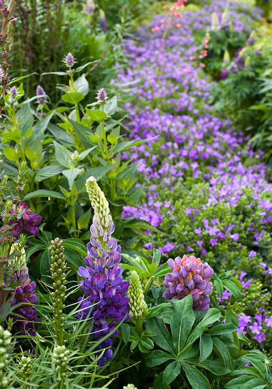 FET_Liebhaverboligen_Haveliv_Have_Farverihaven_Staudemiljø_m.Lupin_20110701wf9r1044