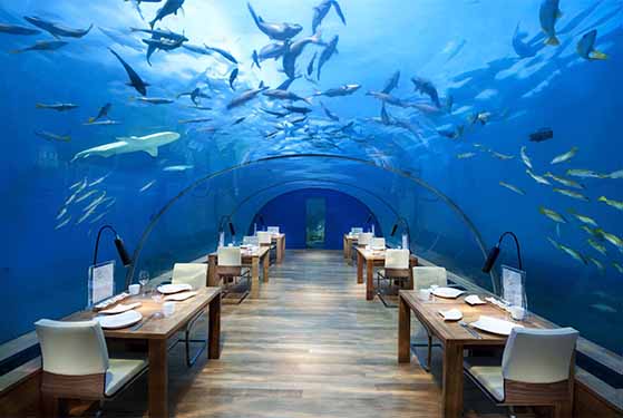 FET_Restauranter_Spiseliv_Dyrerestauranter_Ithaa Undersea Restaurant