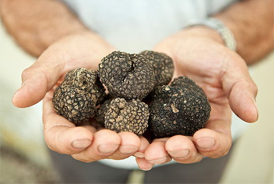 FET_RegitsesRejseunivers_rejseblog_Truffle-Hunting