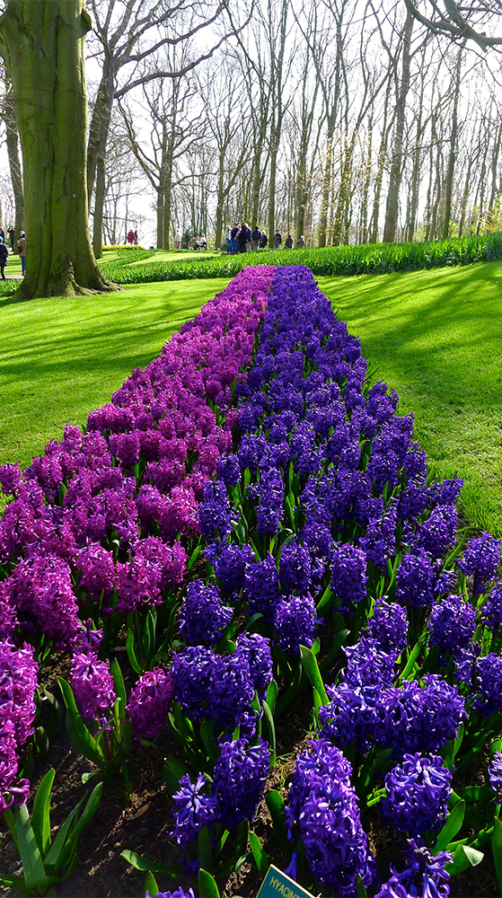 FET_Rejsereportage_Amsterdam_hyacinter i keukenhof