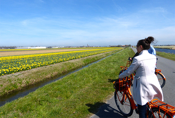FET_Rejsereportage_Amsterdam_på cykeltur gemmen tulipanmarker