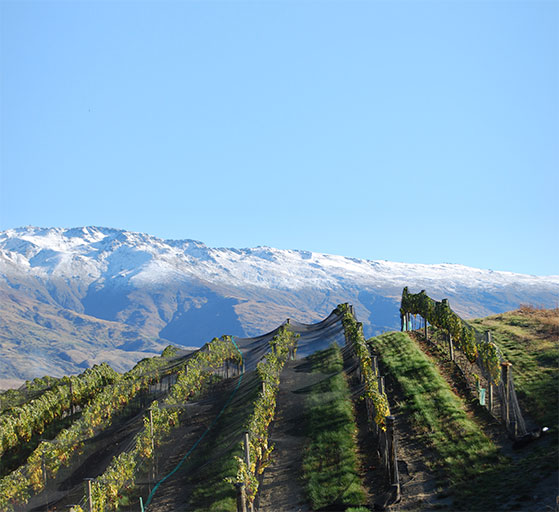 FET_NewZealandsk_vin_Mishas-Vineyard_Central-Otago