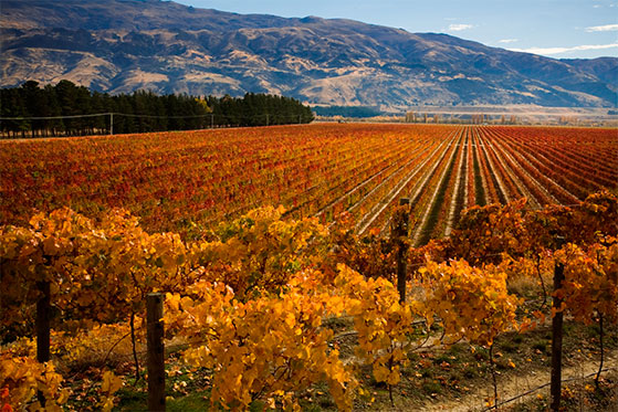 FET_NewZealandsk_vin_Mud-House-Estate_CENTRAL-OTAGO