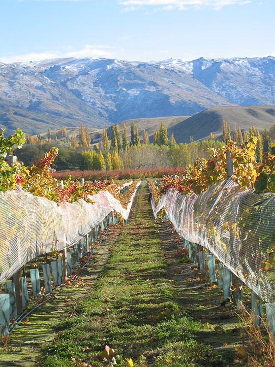 FET_NewZealandsk_vin_Wooing-Tree-Vineyard_CENTRAL-OTAGO