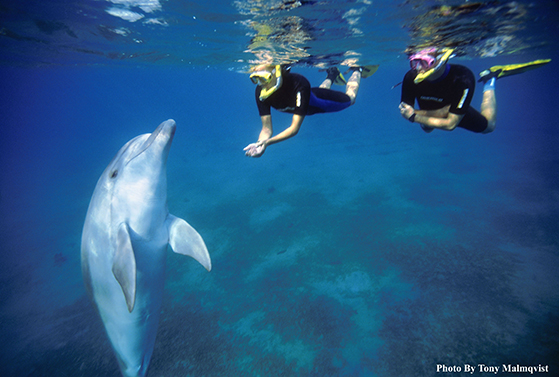 FET_Israel_Snorkel-swim-with-Dolphins