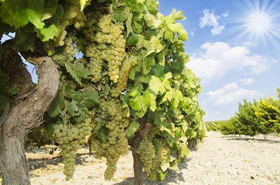 FET_Sherry_Jerez_vineyard_sherry_wines