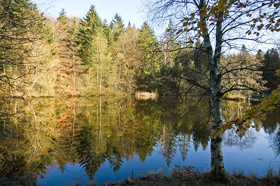 FET_Tolnne_Skov_Lake_da_081101_Jørgen-Larsen