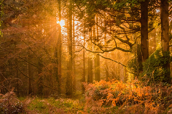 FET_autumn-branch-countryside-798916