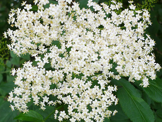 FET_spiselige_planter_hyldeblomst