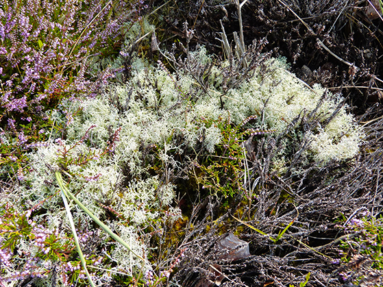 FET_Anholt_Anholts-Ørken-rummer-mange-mange-forskellige-slags-lav