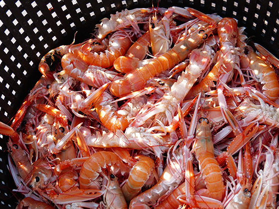 FET_Anholt_Hver-dag-lander-fiskekutterne-friste-jomfruhummere-på-havnen-