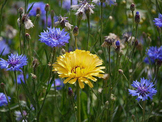 FET_Spiseligeblomster_kornblomst